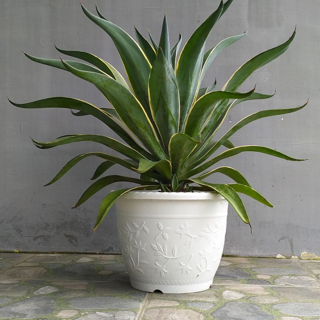 Agave americana Variegata - Honderdjarige aloë