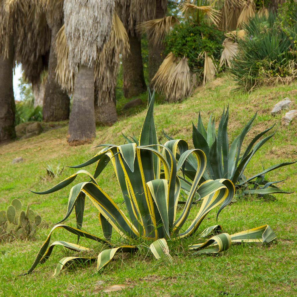 Agave americana Variegata - Honderdjarige aloë