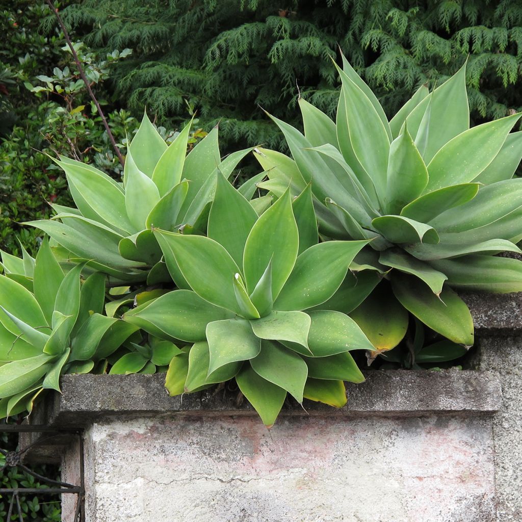 Agave attenuata - Zwanenhalsagave