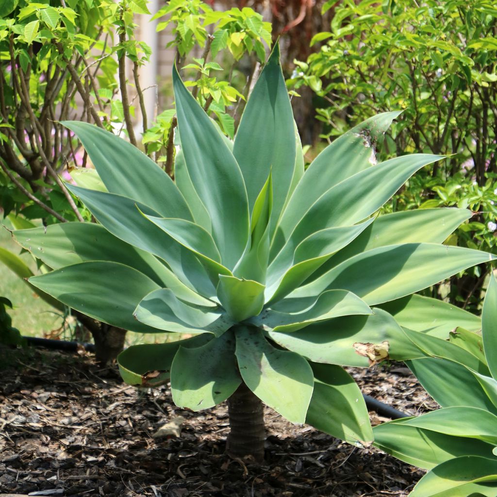 Agave attenuata - Zwanenhalsagave