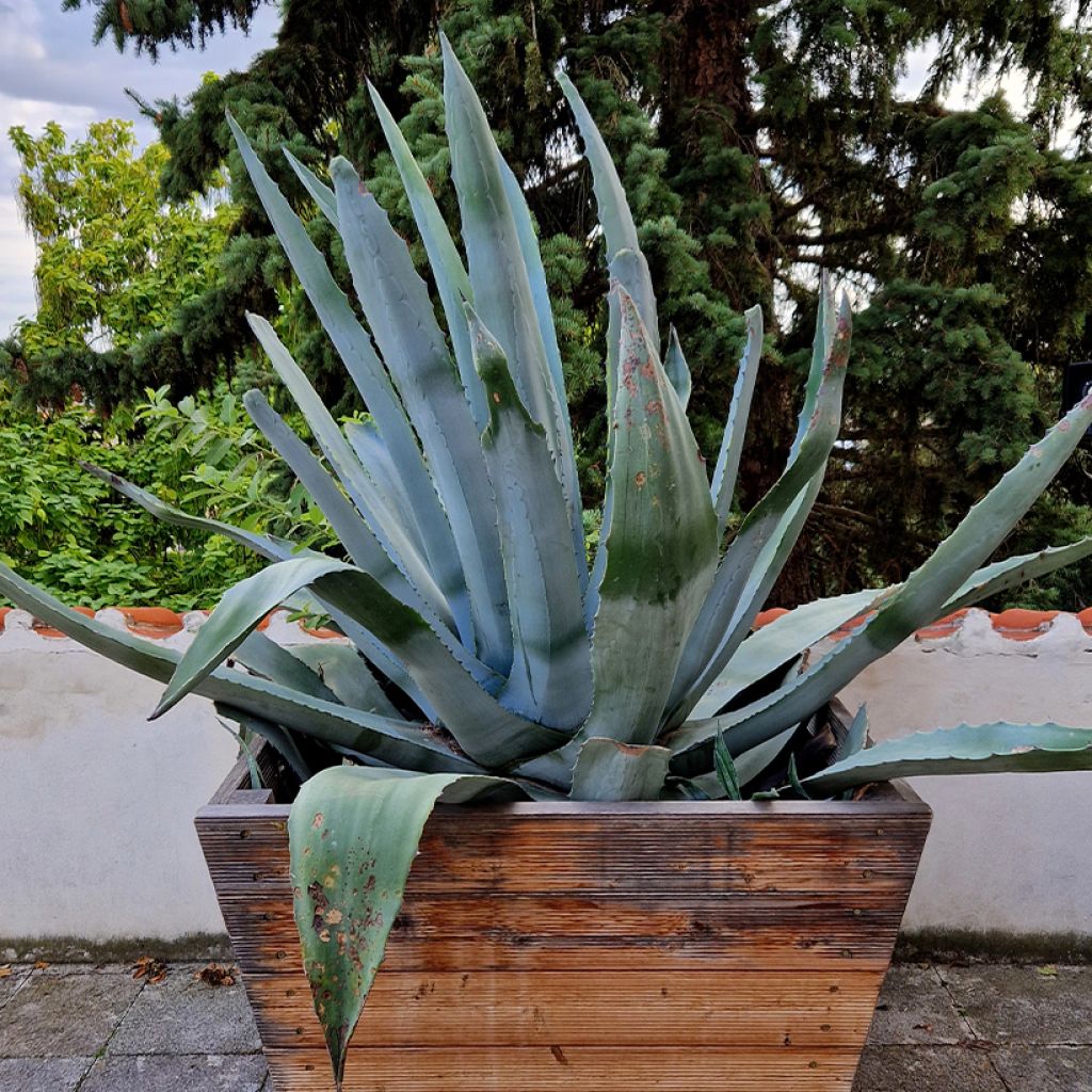 Agave chrysantha - Goudbloemige eeuwplant