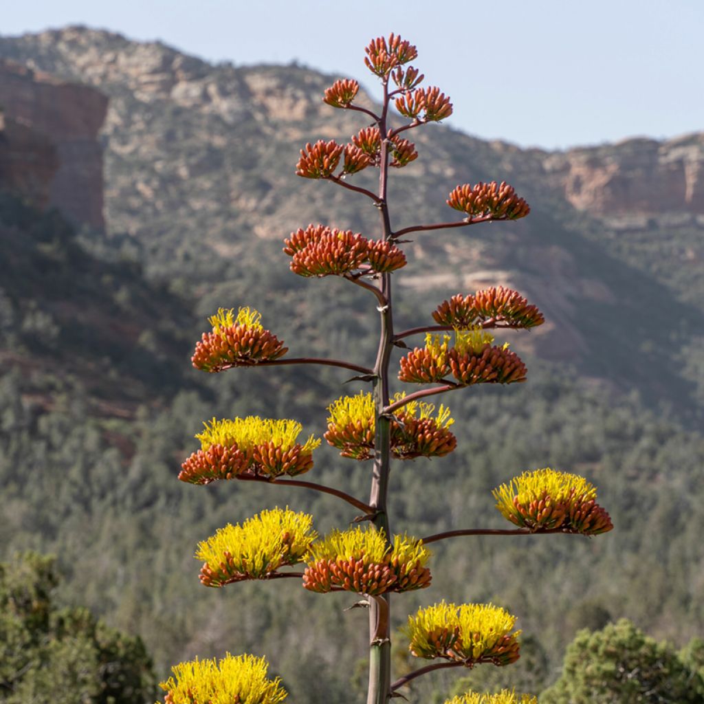 Agave chrysantha - Goudbloemige eeuwplant