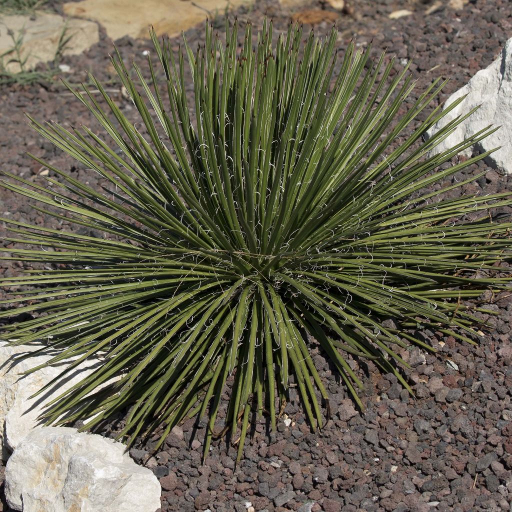 Agave geminiflora - Dubbelbloemige agave