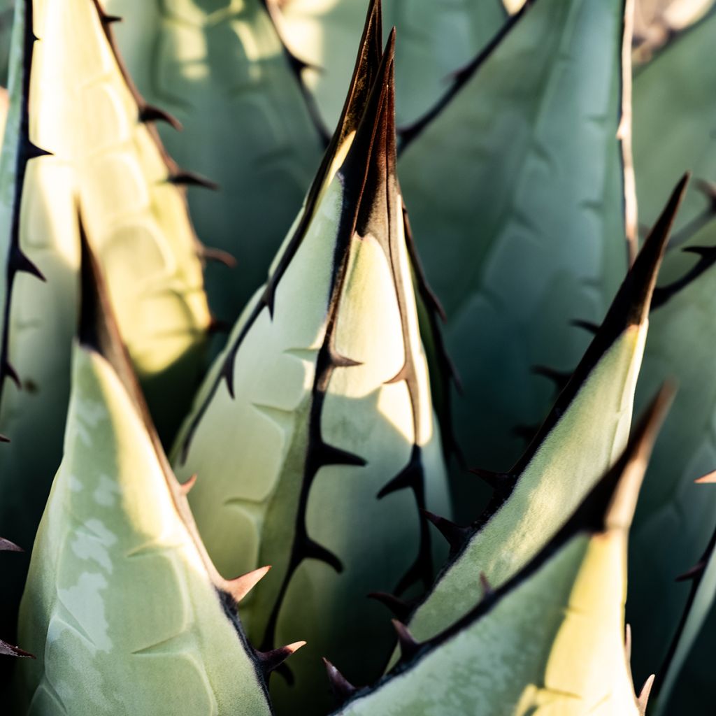 Agave havardiana - Havards Honderdjarige plant