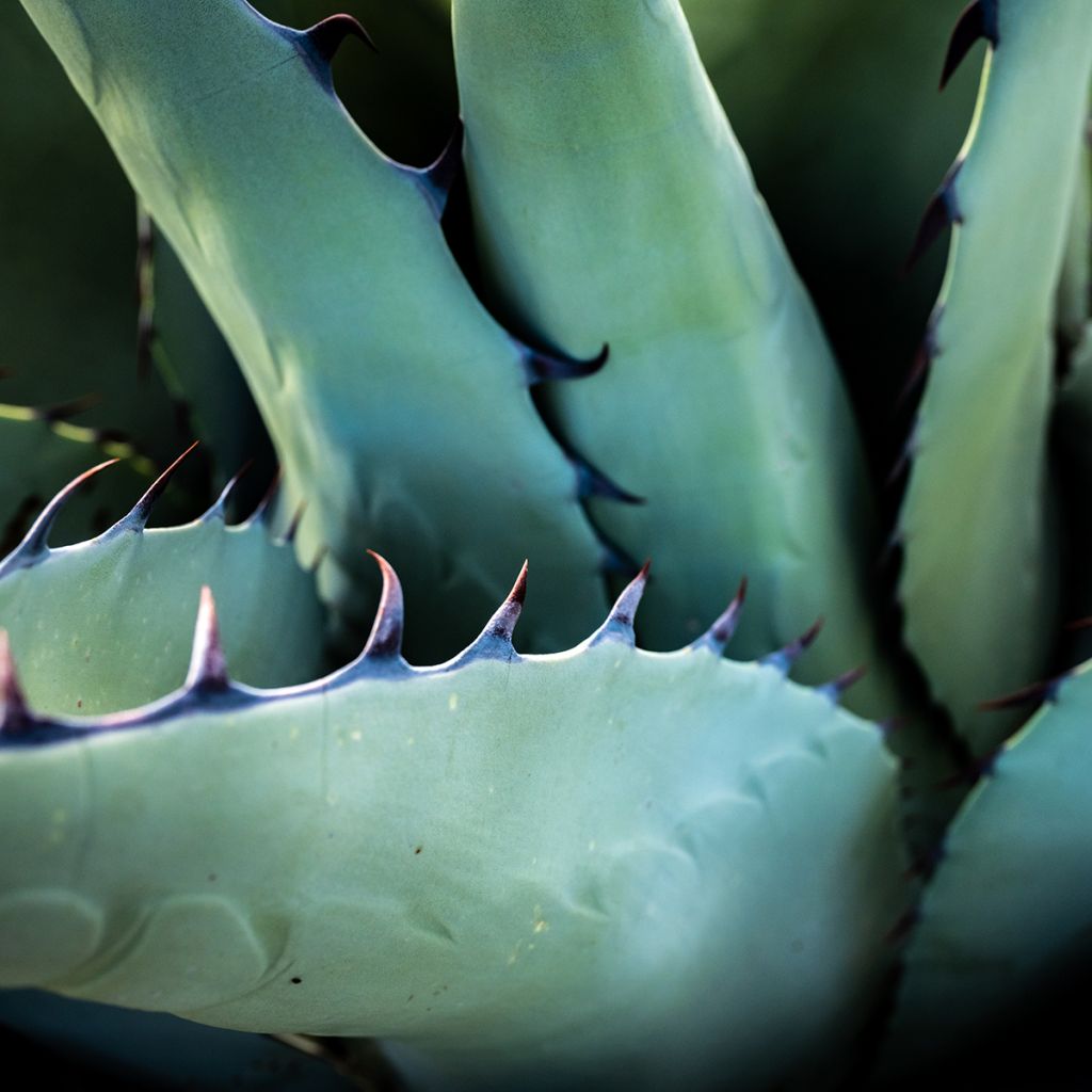 Agave havardiana - Havards Honderdjarige plant