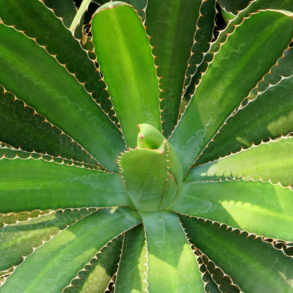 Agave lophantha - Doornkraag agave