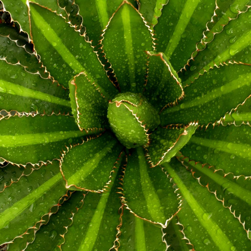 Agave lophantha Splendida - Doornkraag agave