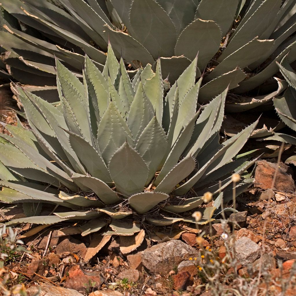 Agave parryi huachucensis - Artisjok Agave