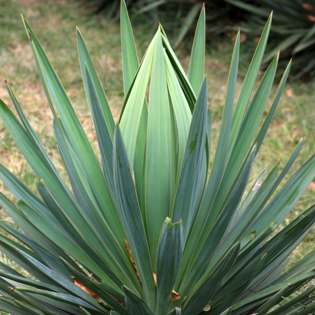 Agave sisalana - Sisal