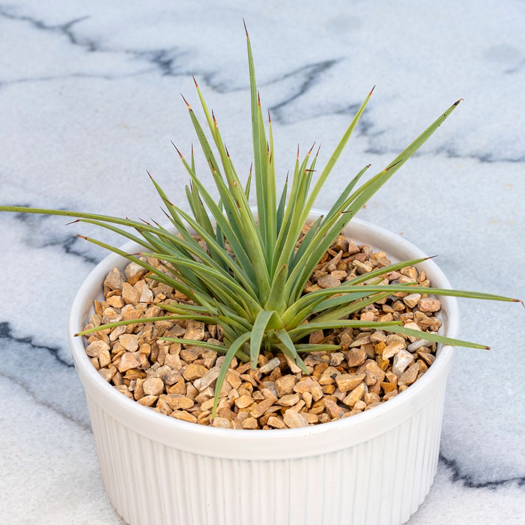 Agave stricta Nana - Egeltjesplant