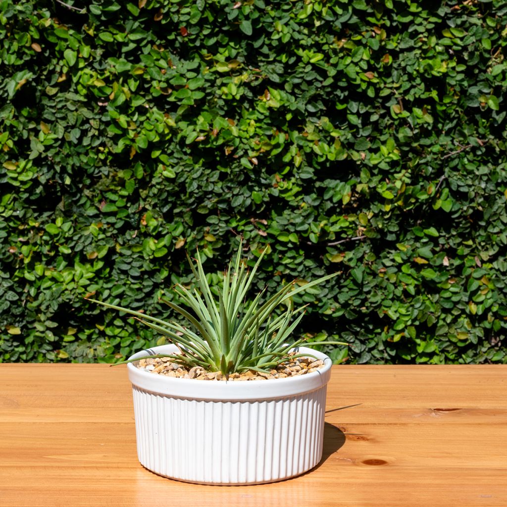 Agave stricta Nana - Egeltjesplant