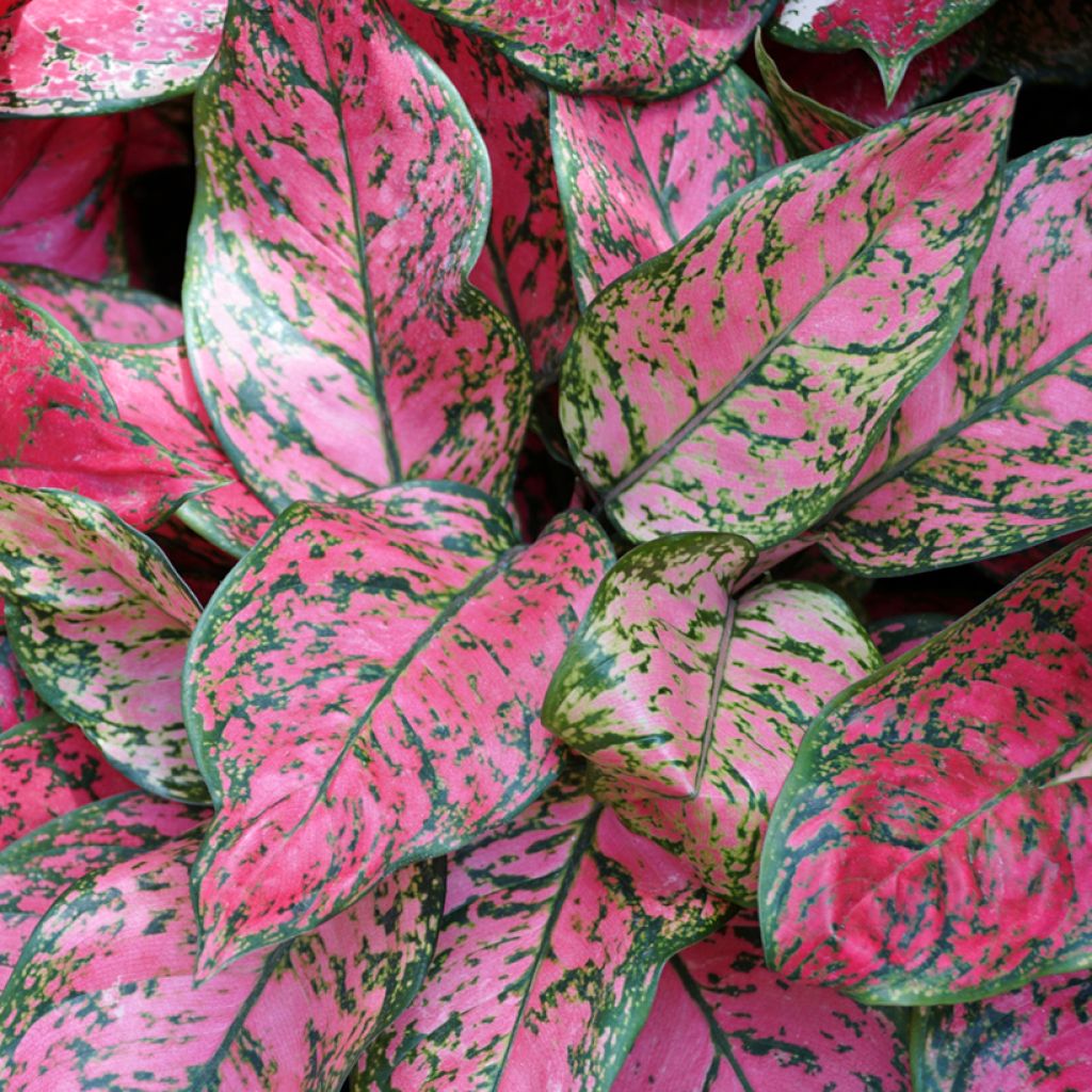 Aglaonema Red Valentine - Chinese evergreen