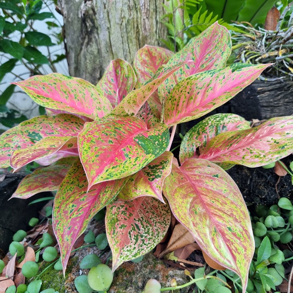 Aglaonema Red Valentine - Chinese evergreen