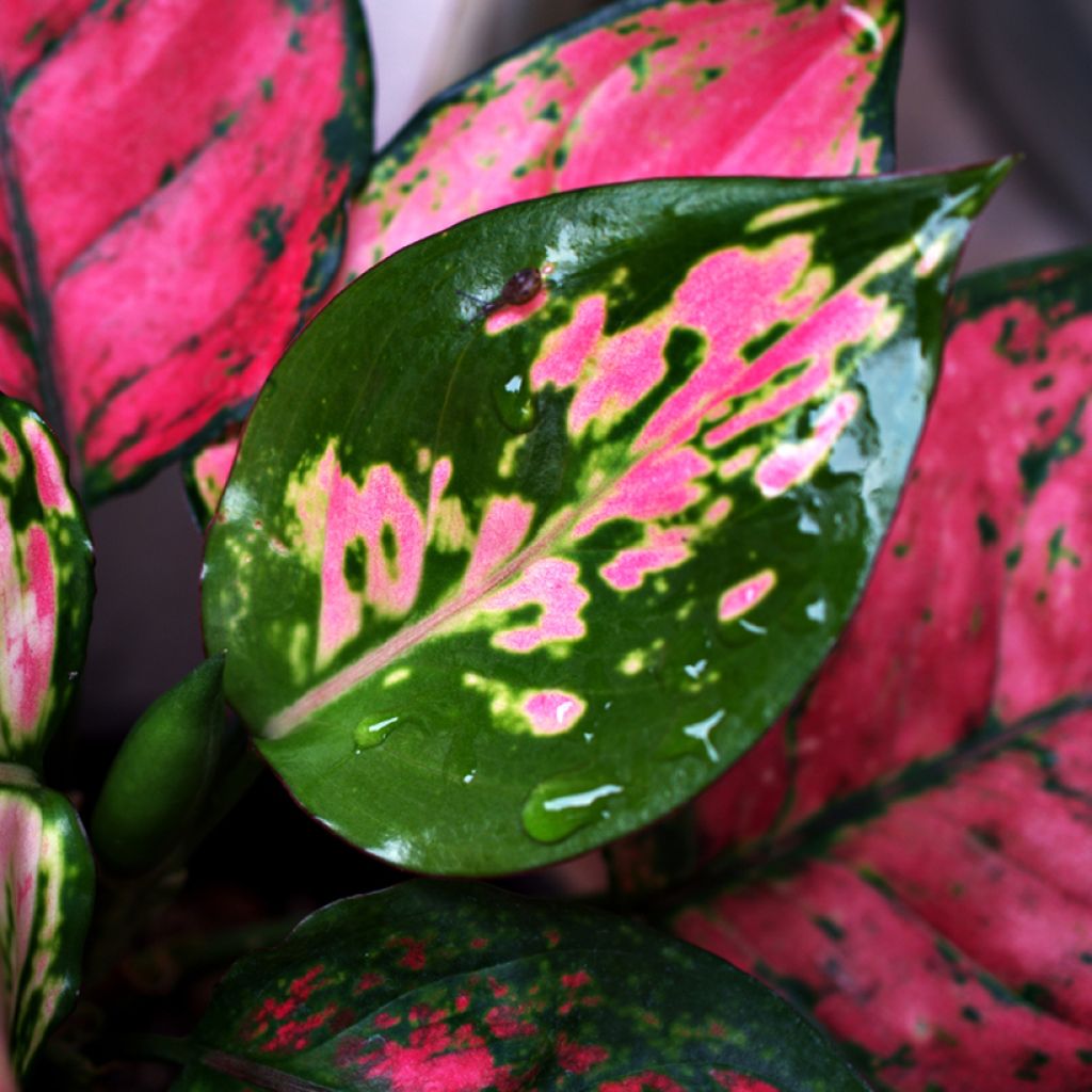 Aglaonema Red Valentine - Chinese evergreen
