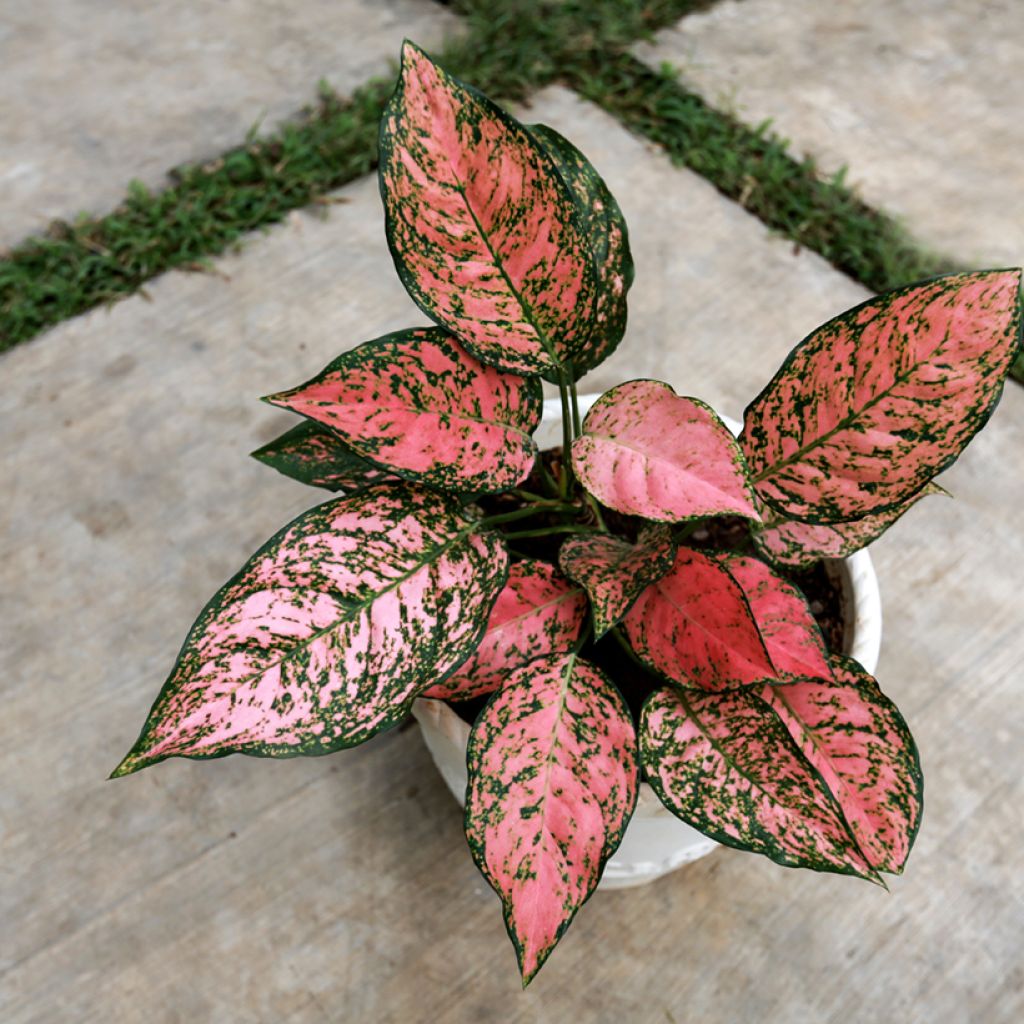 Aglaonema Red Valentine - Chinese evergreen
