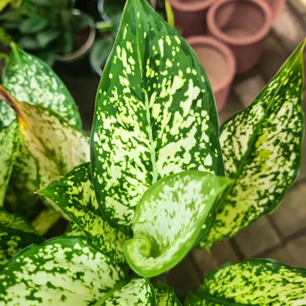 Aglaonema Snowflake - Chinese evergreen