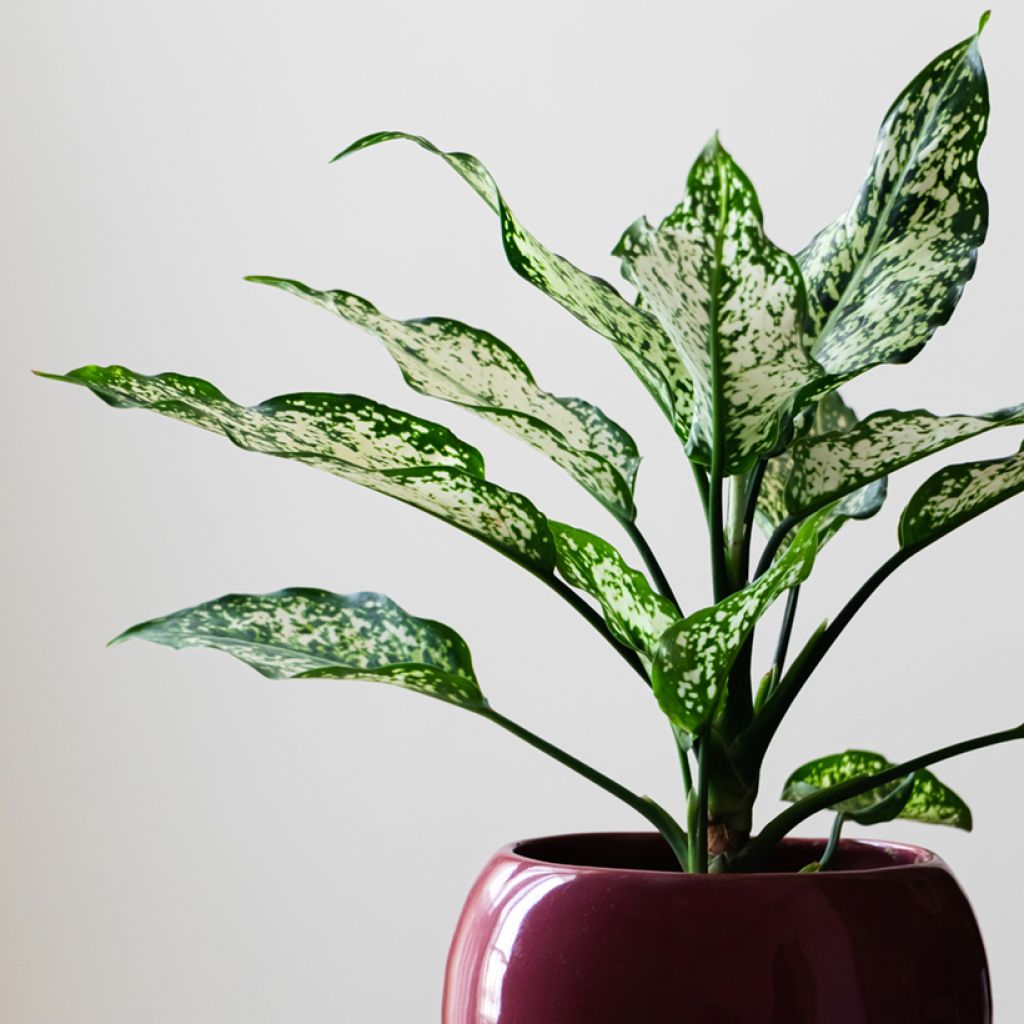 Aglaonema Snowflake - Chinese evergreen