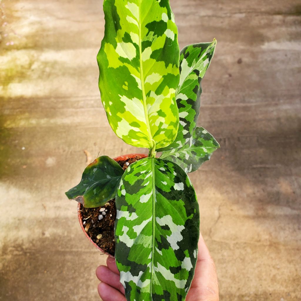 Aglaonema pictum Tricolor - Chinese evergreen