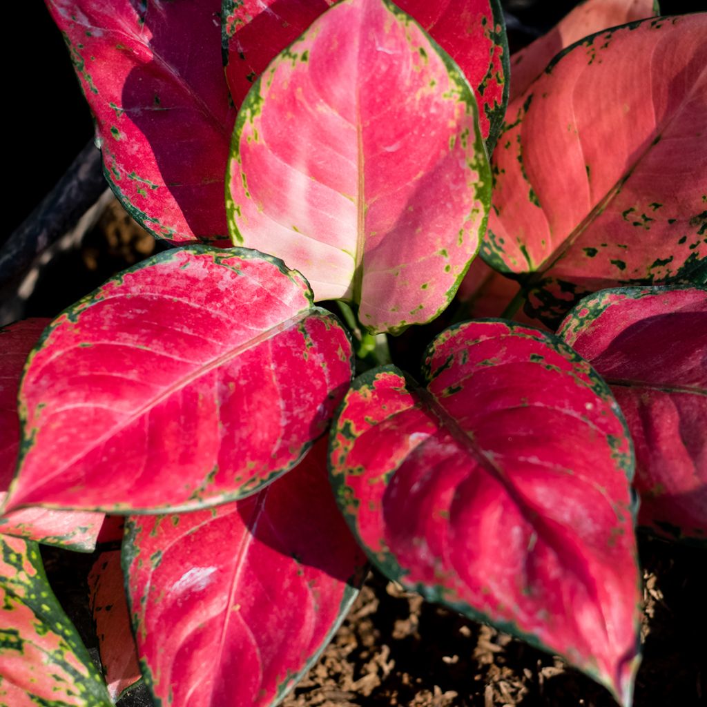 Aglaonema Rich Red