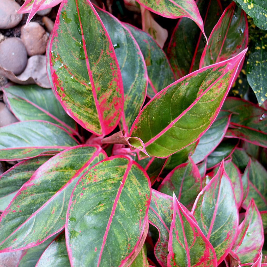 Aglaonema Siam Aurora