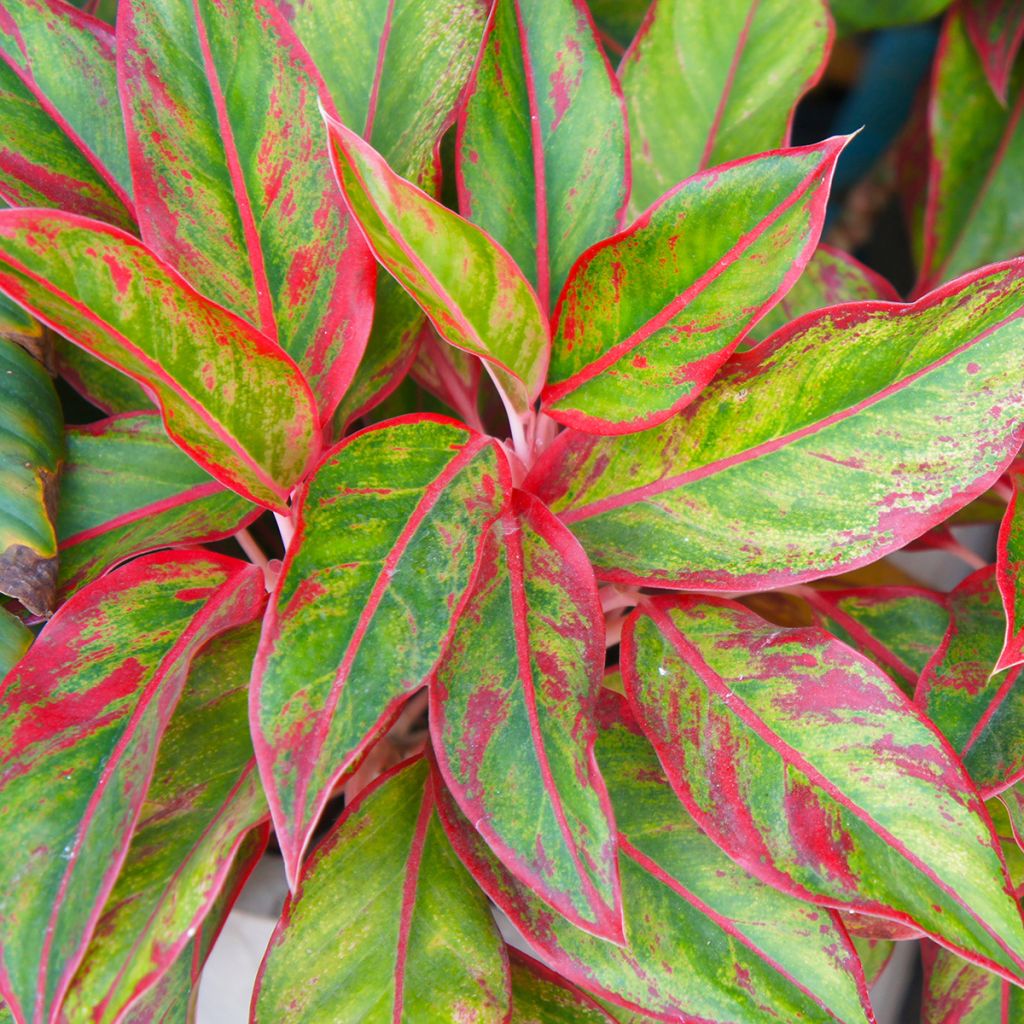 Aglaonema Siam Aurora