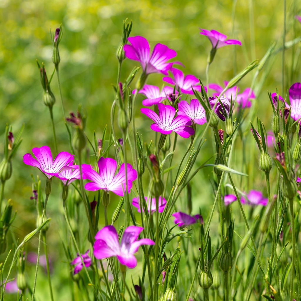 Agrostemma githago BIO (zaad) - Bolderik