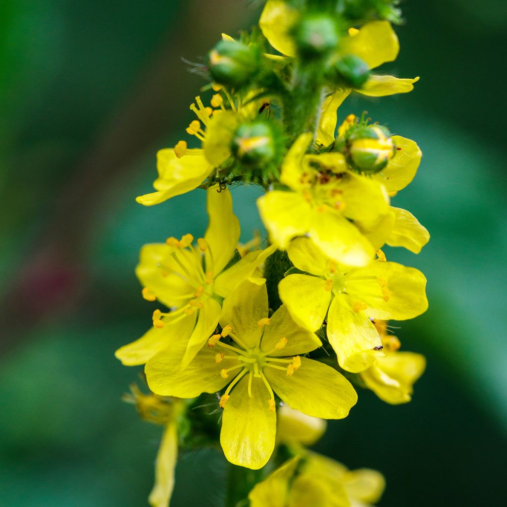 Agrimonia eupatoria - Gewone agrimonie