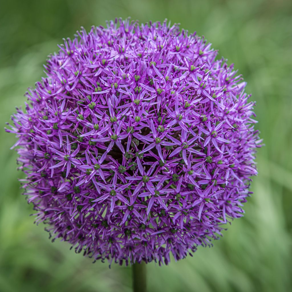 Allium Gladiator - Sierui