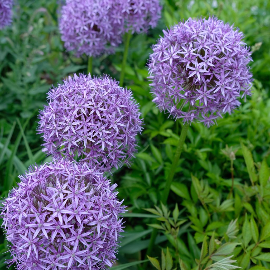 Allium Gladiator - Sierui