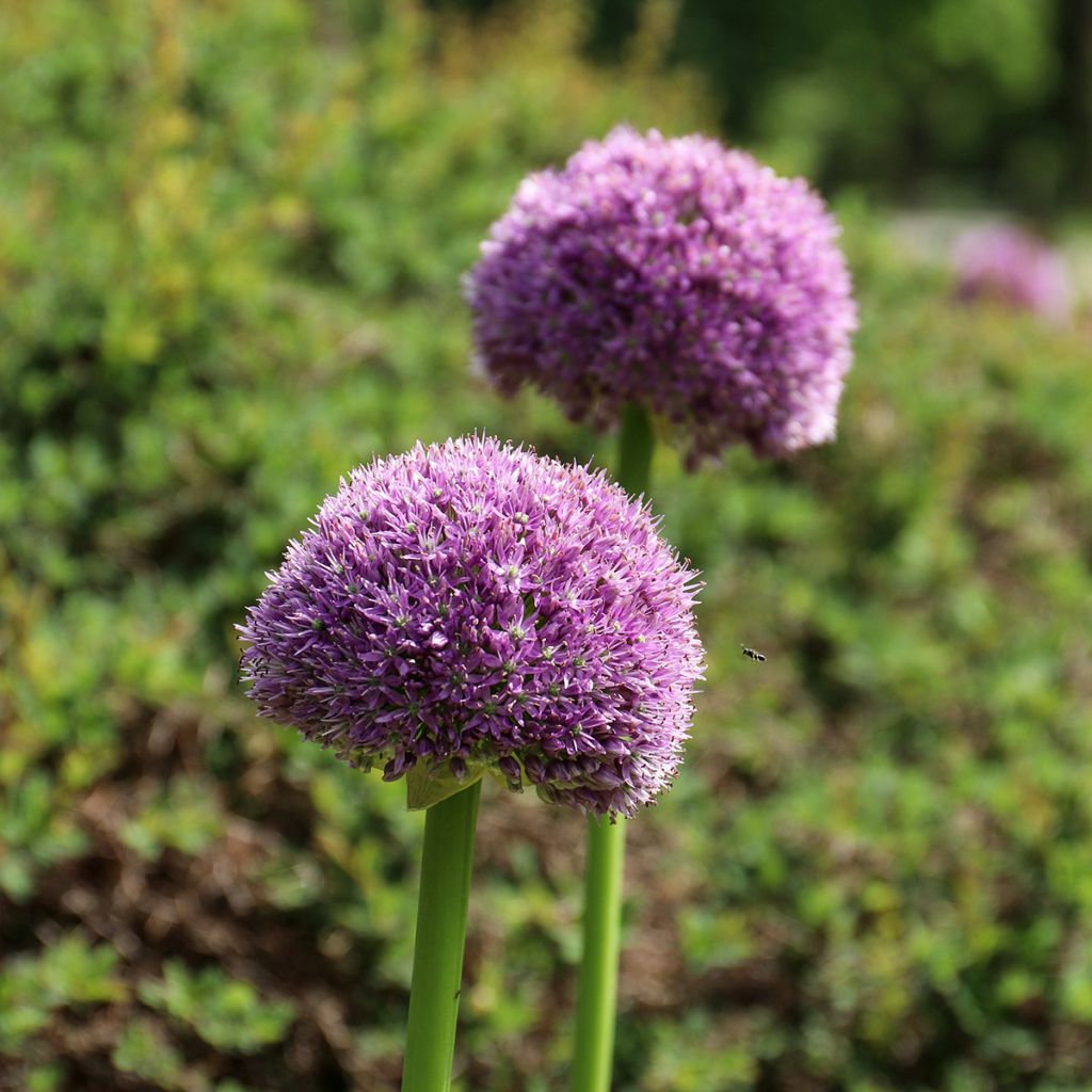 Allium Lucky Balloons - Puinlook