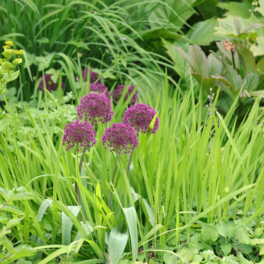 Allium Ostara - Sierui
