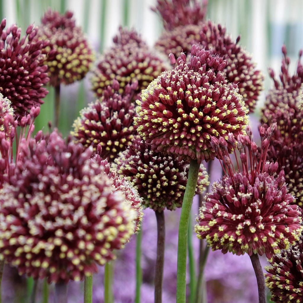 Allium amethystinum Red Mohican - Sierui