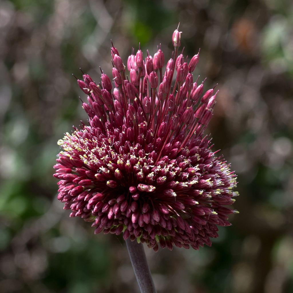 Allium amethystinum Red Mohican - Sierui
