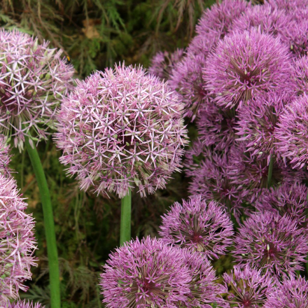 Allium Universe - Sierui