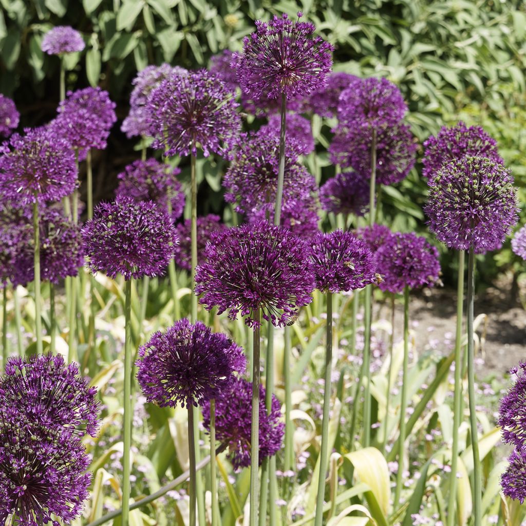 Allium aflatunense Purple Sensation - Sierui