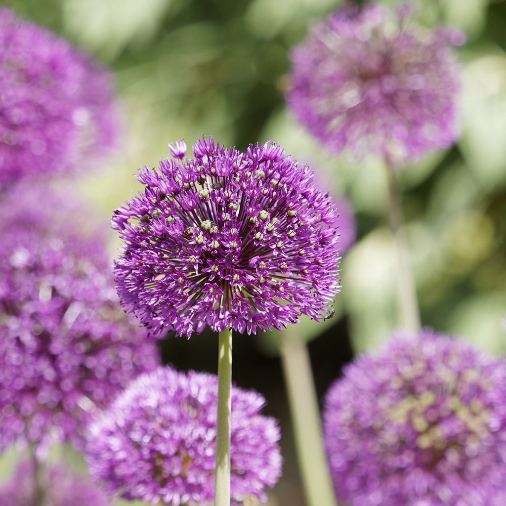 Allium aflatunense Purple Sensation - Sierui