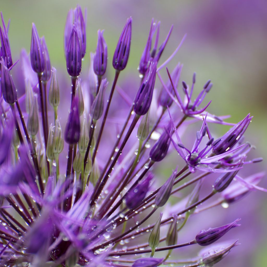 Allium aflatunense Purple Sensation - Sierui