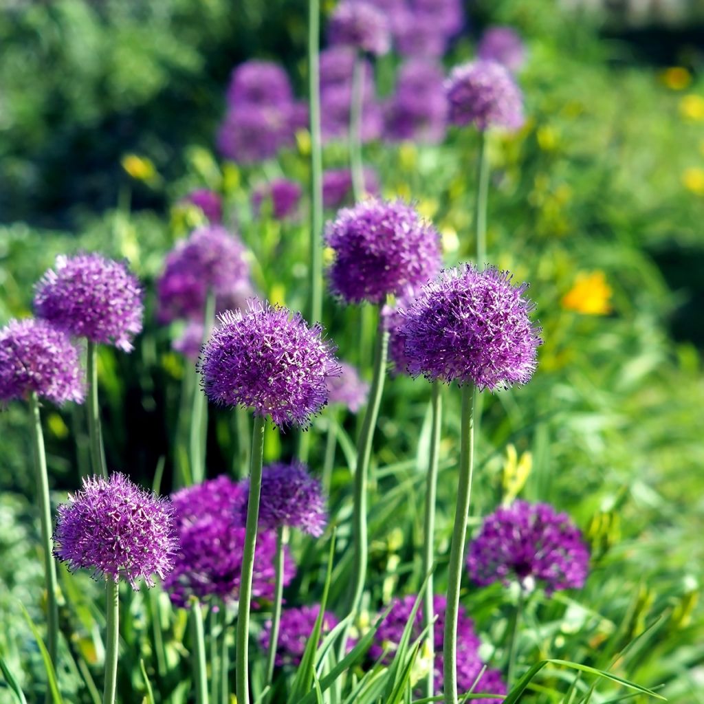 Allium aflatunense Purple Sensation - Sierui