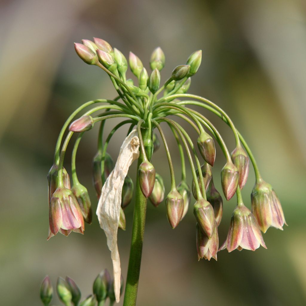 Allium siculum subsp. dioscoridis - Bulgaarse sierui