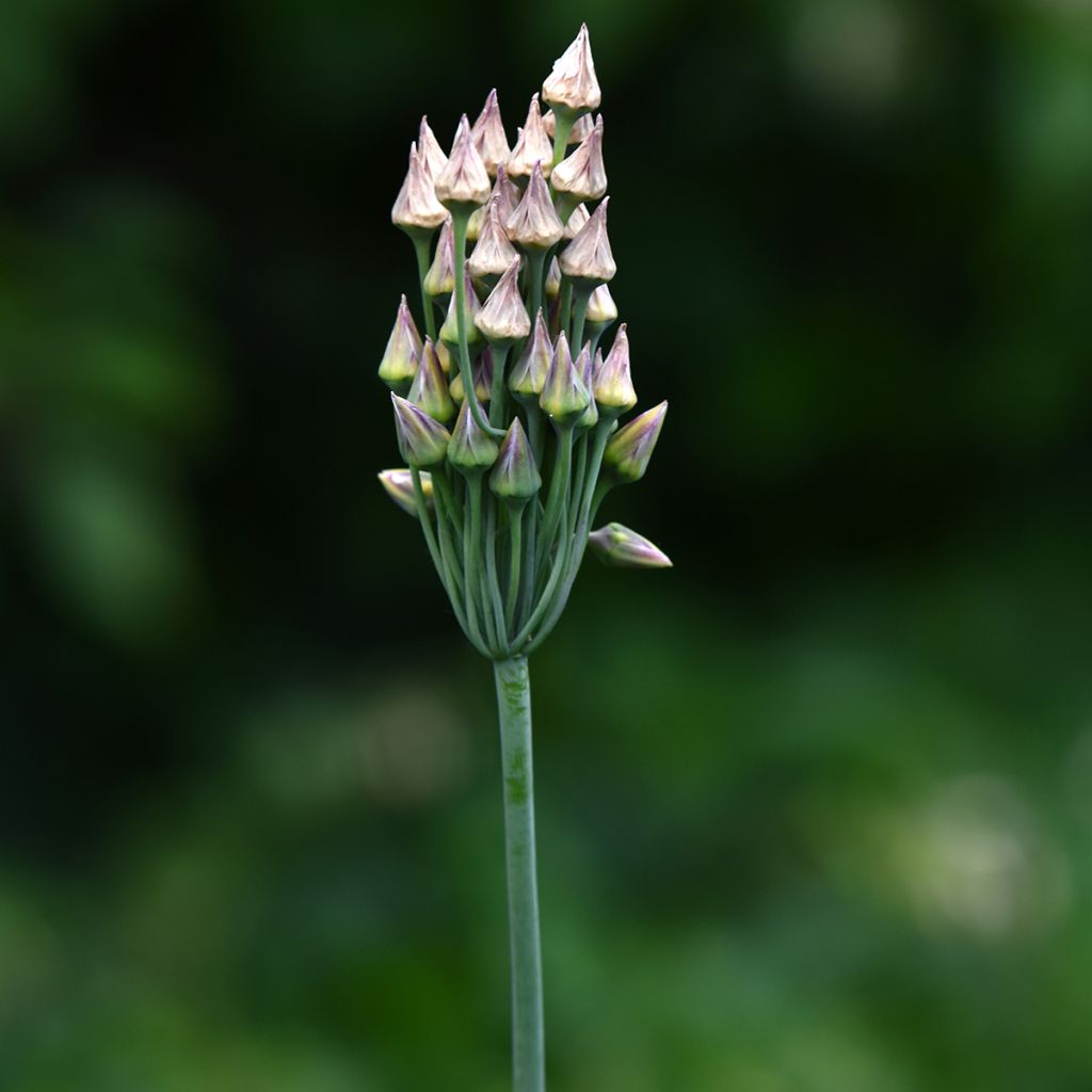Allium siculum subsp. dioscoridis - Bulgaarse sierui