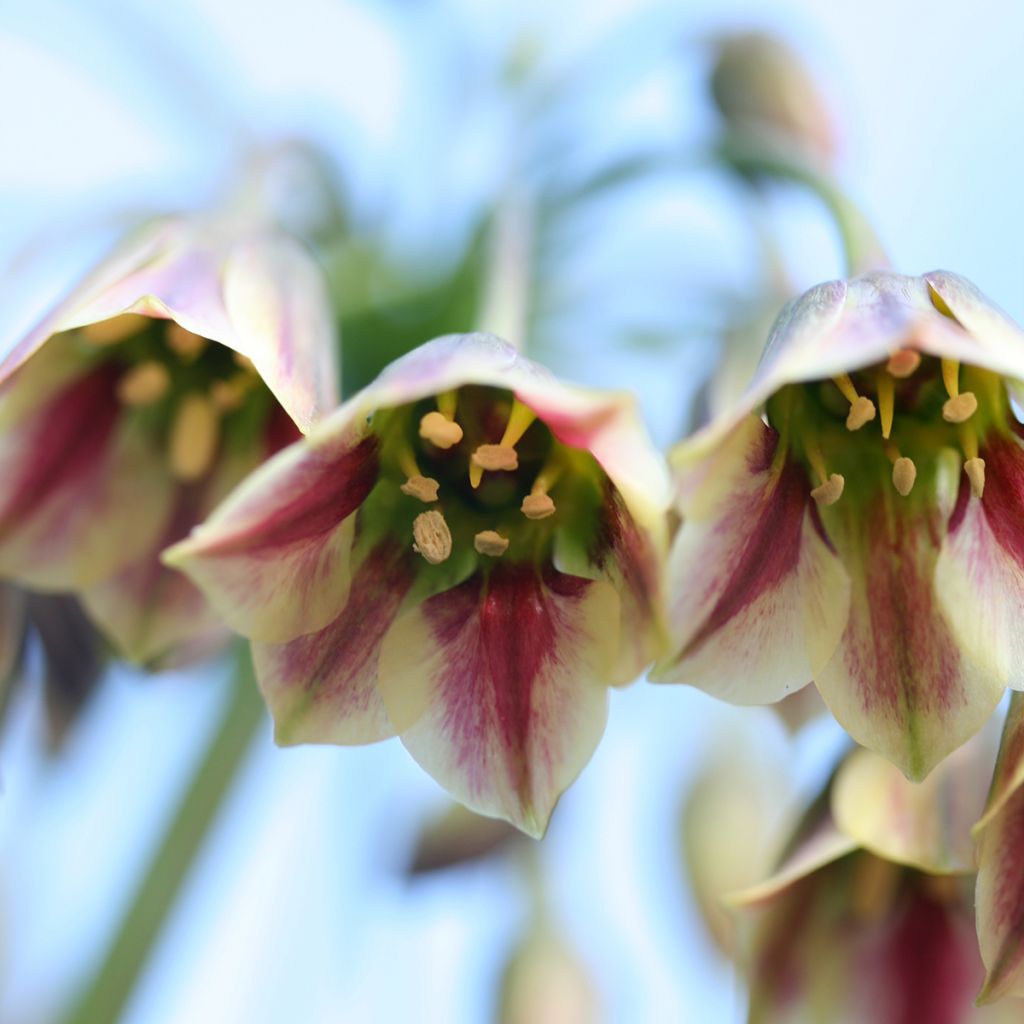 Allium siculum subsp. dioscoridis - Bulgaarse sierui