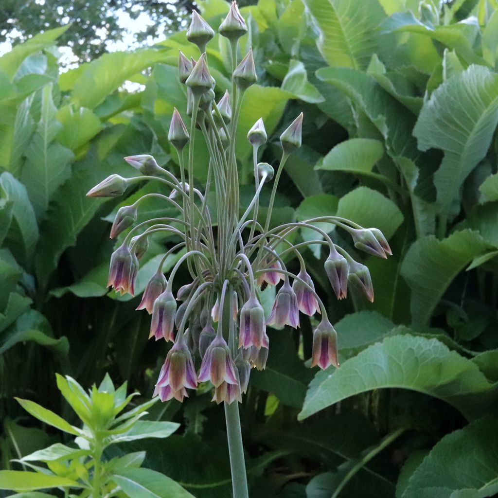 Allium siculum subsp. dioscoridis - Bulgaarse sierui