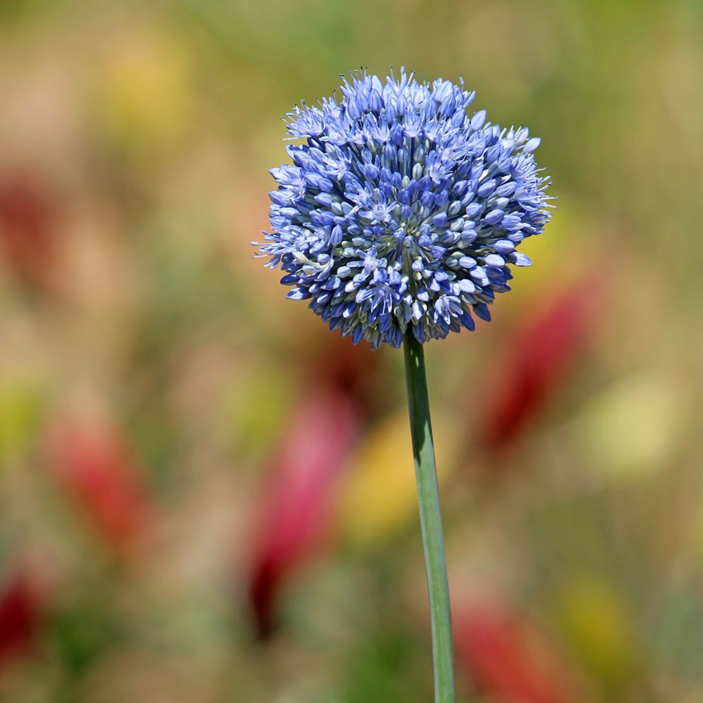 Allium caeruleum - Blauwe sierui