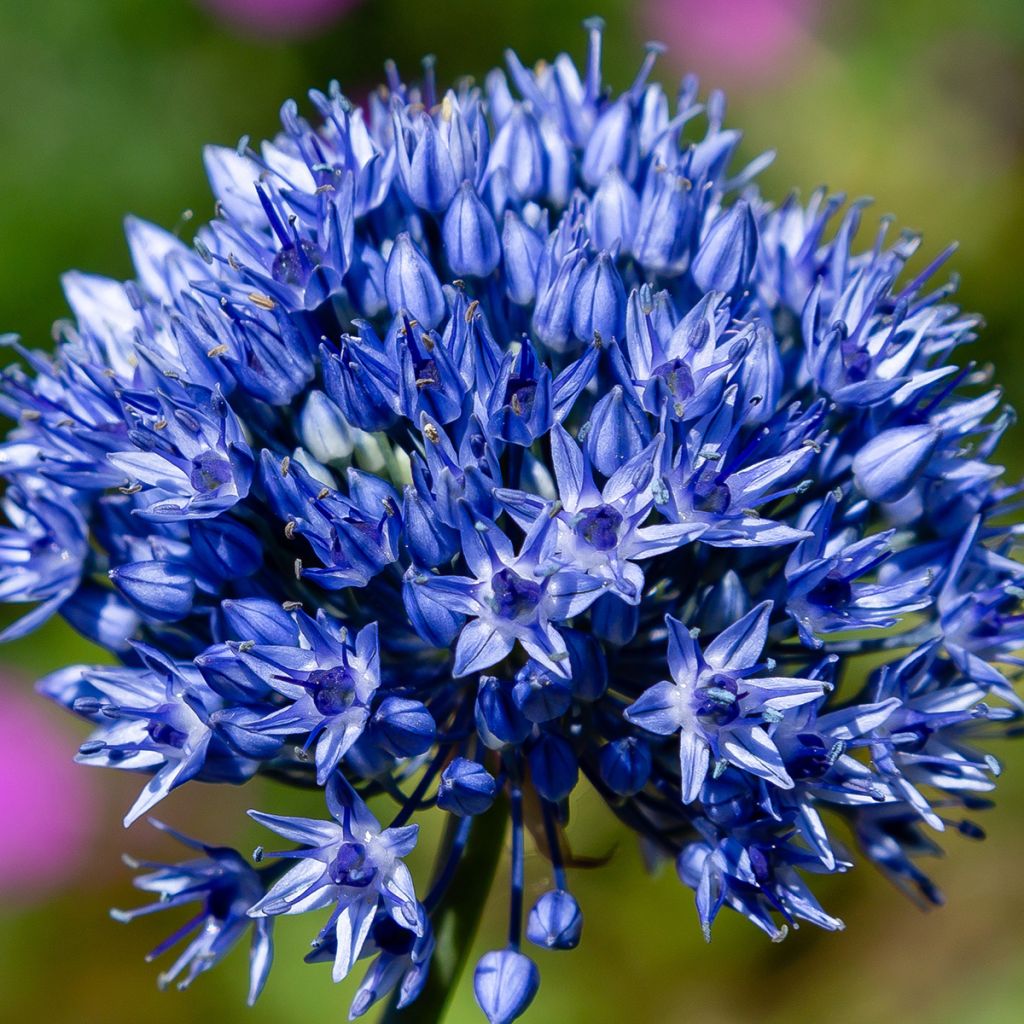 Allium caeruleum - Blauwe sierui