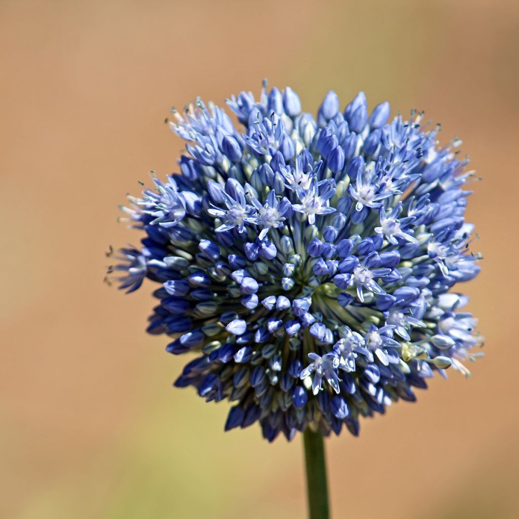 Allium caeruleum - Blauwe sierui