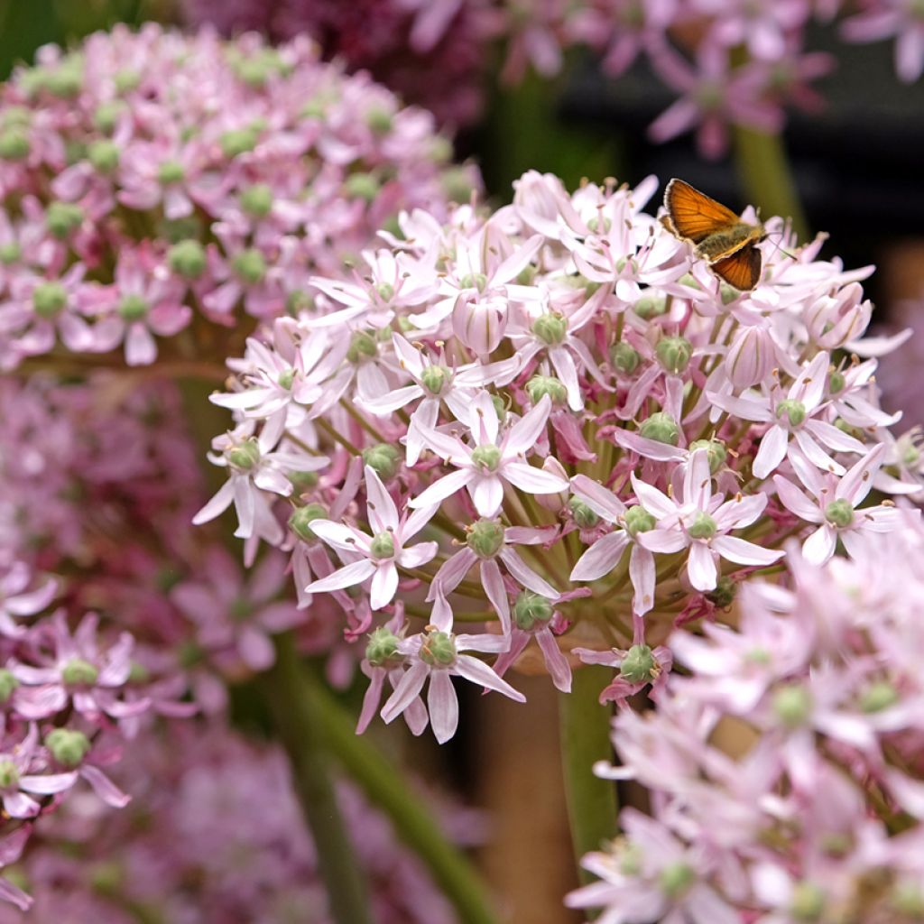 Allium nigrum Pink Jewel - Zwarte look