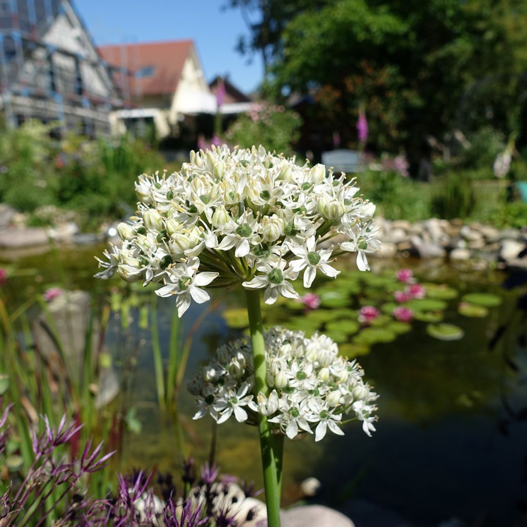 Allium nigrum ssp multibulbosum - Zwarte look