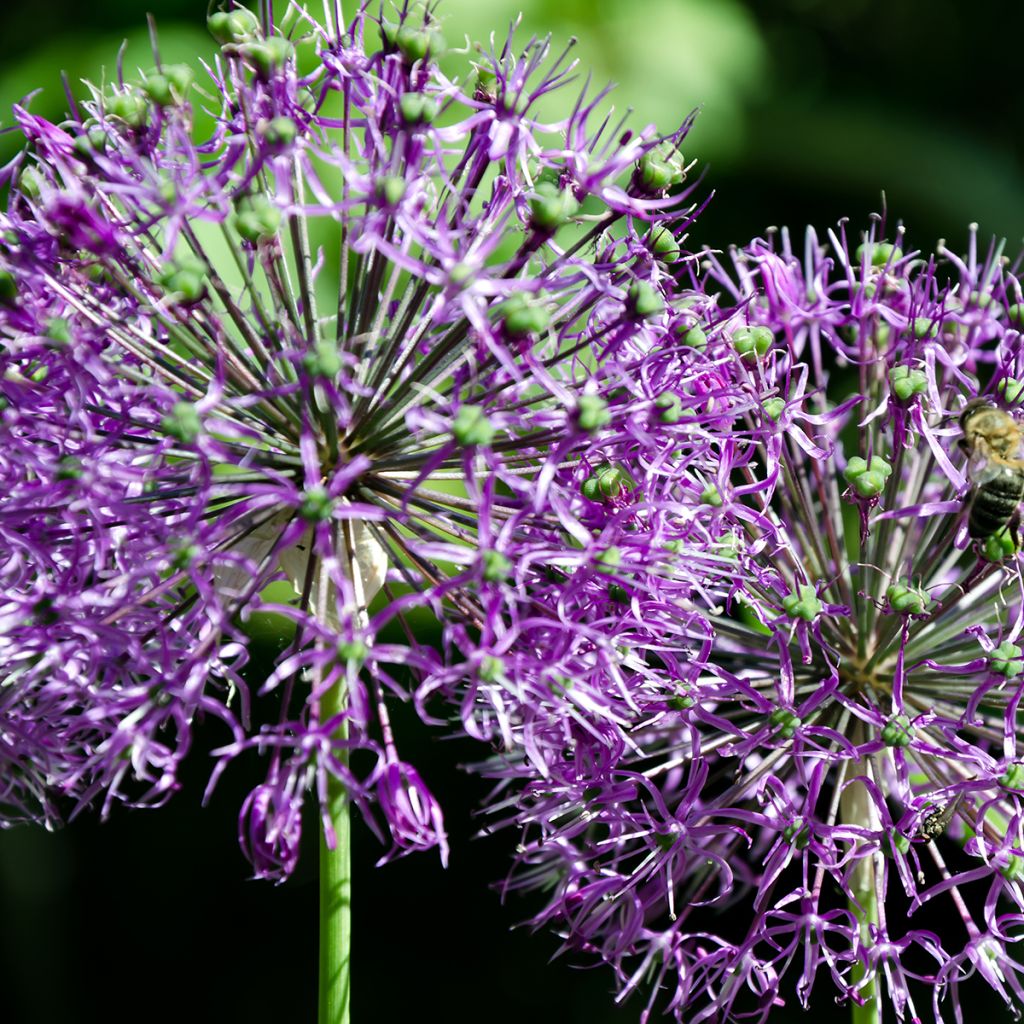 Allium rosenbachianum - Sierui