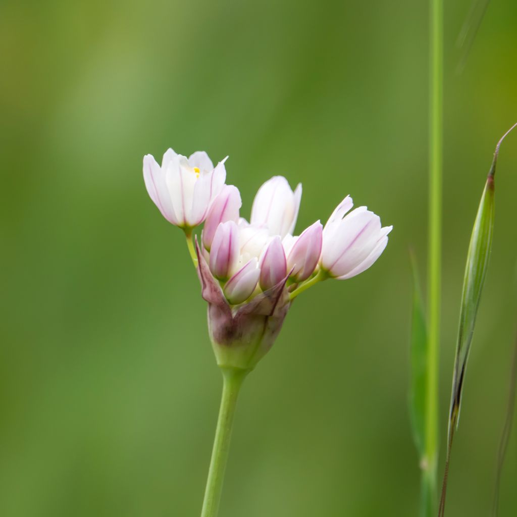 Allium roseum - Sierui