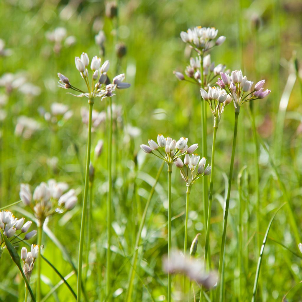 Allium roseum - Sierui